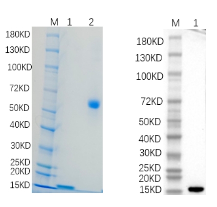 Reducing 4%-20% SDS-PAGE (CBB stained) and WB (Anti-His Mouse Monoclonal antibody) analysis profiles of purified PLXNB1.
1. PLXNB1: 1 μg
2. BSA: 1 μg